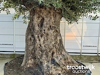 Olea europaea bonsai extra - afbeelding 4 van  8