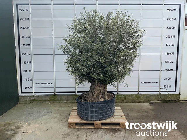 Olea europaea bonsai extra - afbeelding 1 van  4