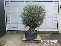 Olea europaea bonsai extra - afbeelding 1 van  4