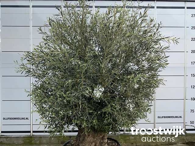 Olea europaea bonsai extra - afbeelding 2 van  4