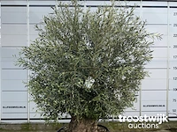 Olea europaea bonsai extra - afbeelding 2 van  4