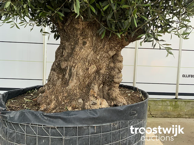 Olea europaea bonsai extra - afbeelding 3 van  4