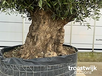 Olea europaea bonsai extra - afbeelding 3 van  4