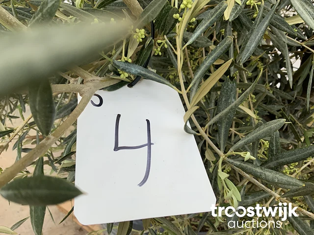 Olea europaea bonsai extra - afbeelding 4 van  4