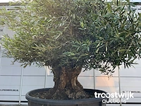 Olea europaea bonsai llll - afbeelding 3 van  5