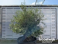 Olea europaea bonsai llll - afbeelding 4 van  5