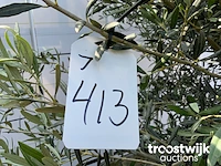 Olea europaea bonsai llll - afbeelding 5 van  5