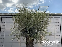 Olea europaea bonsai - afbeelding 3 van  6