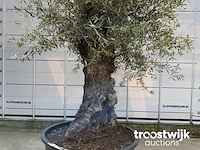 Olea europaea bonsai - afbeelding 4 van  6