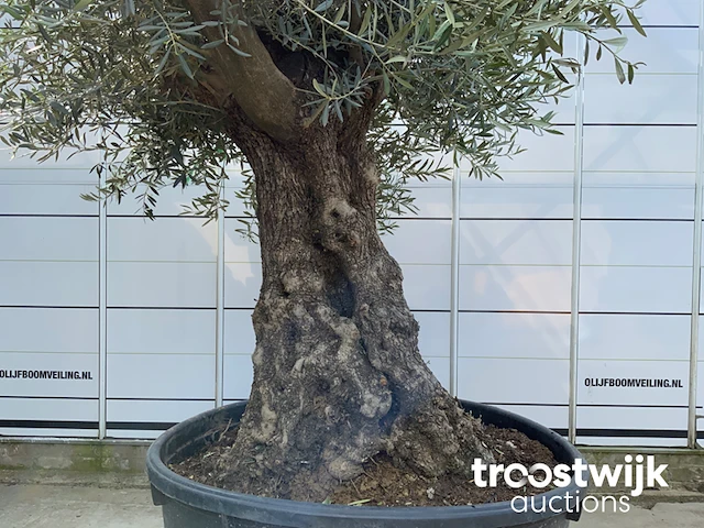 Olea europaea bonsai - afbeelding 4 van  6