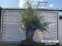 Olea europaea bonsai - afbeelding 2 van  5