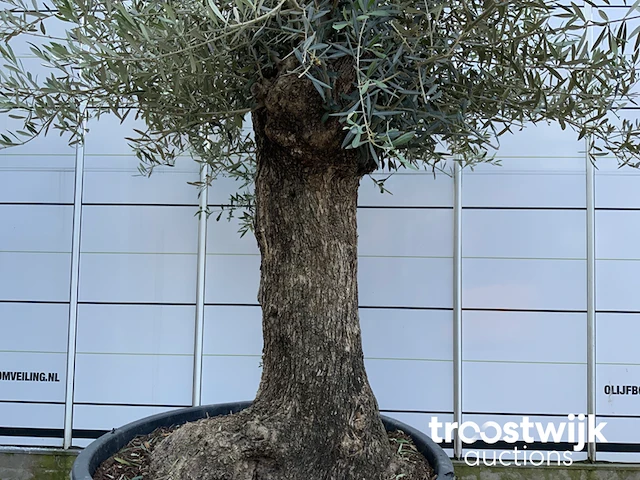 Olea europaea bonsai - afbeelding 3 van  4