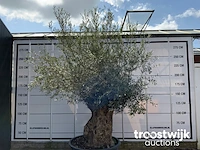 Olea europaea bonsai - afbeelding 3 van  5