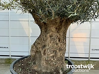 Olea europaea bonsai - afbeelding 4 van  5