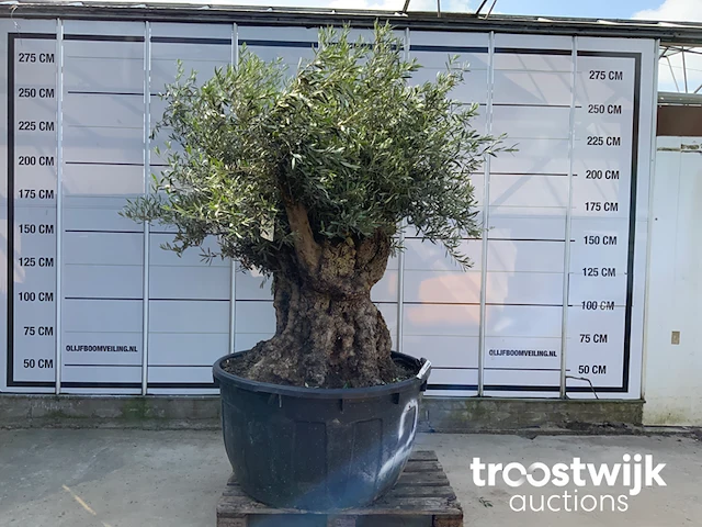 Olea europaea bonsai - afbeelding 1 van  5