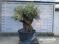Olea europaea bonsai - afbeelding 1 van  5