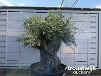 Olea europaea bonsai - afbeelding 2 van  5