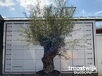 Olea europaea bonsai - afbeelding 2 van  6