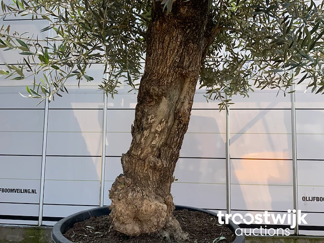 Olea europaea bonsai - afbeelding 4 van  5