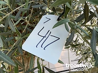 Olea europaea bonsai - afbeelding 5 van  5