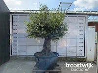 Olea europaea bonsai - afbeelding 1 van  7