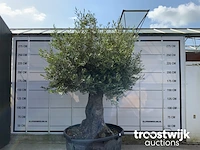 Olea europaea bonsai - afbeelding 2 van  7