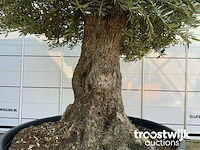 Olea europaea bonsai - afbeelding 4 van  7