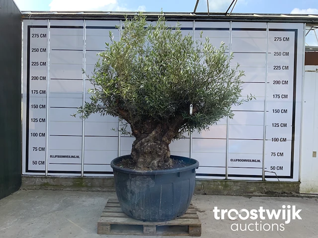 Olea europaea bonsai - afbeelding 1 van  6