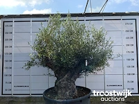 Olea europaea bonsai - afbeelding 2 van  6