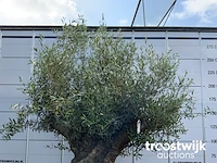 Olea europaea bonsai - afbeelding 3 van  6