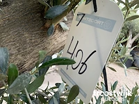 Olea europaea bonsai - afbeelding 5 van  6