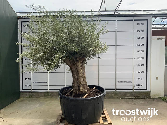 Olea europaea bonsai - afbeelding 1 van  6