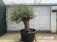 Olea europaea bonsai