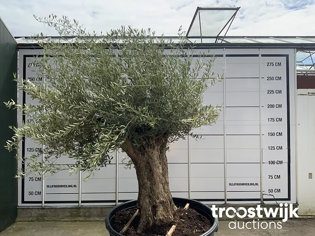 Olea europaea bonsai - afbeelding 2 van  6
