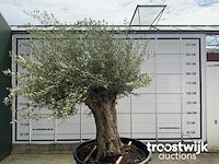 Olea europaea bonsai - afbeelding 2 van  6