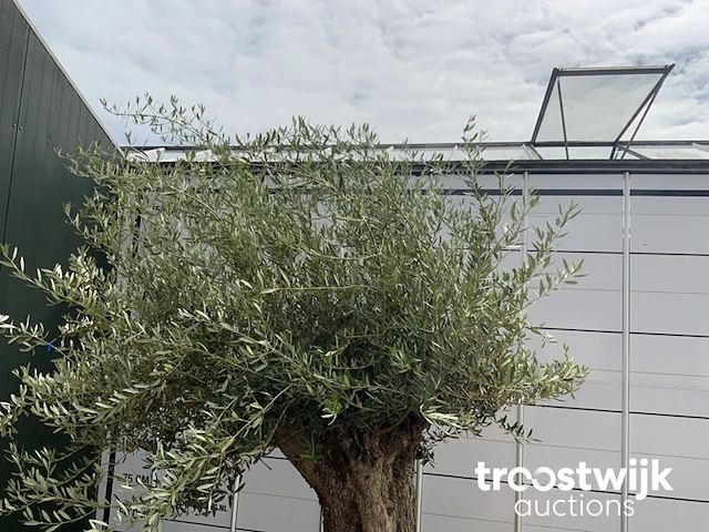 Olea europaea bonsai - afbeelding 3 van  6