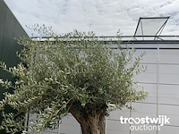 Olea europaea bonsai - afbeelding 3 van  6