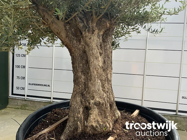 Olea europaea bonsai - afbeelding 4 van  6