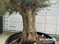 Olea europaea bonsai - afbeelding 4 van  6