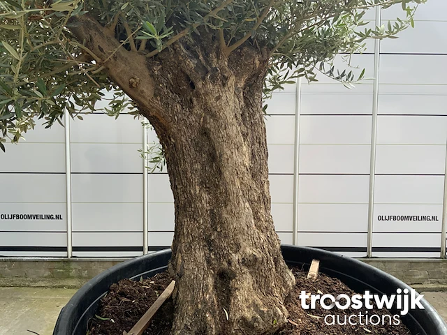 Olea europaea bonsai - afbeelding 5 van  6