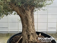 Olea europaea bonsai - afbeelding 5 van  6