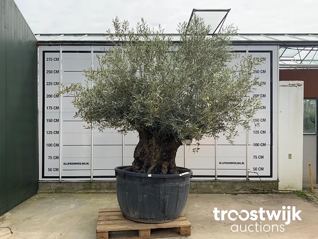 Olea europaea bonsai - afbeelding 1 van  7