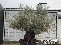 Olea europaea bonsai - afbeelding 2 van  7