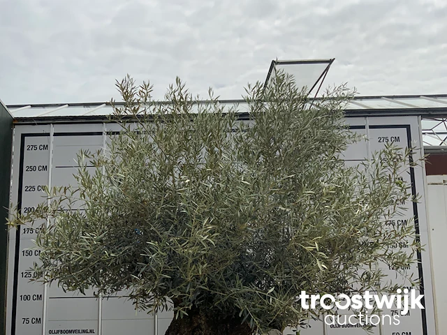 Olea europaea bonsai - afbeelding 3 van  7
