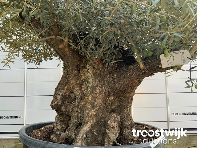 Olea europaea bonsai - afbeelding 4 van  7