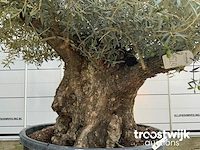 Olea europaea bonsai - afbeelding 4 van  7