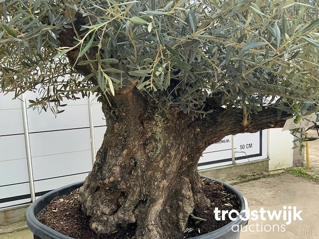 Olea europaea bonsai - afbeelding 5 van  7