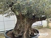 Olea europaea bonsai - afbeelding 5 van  7