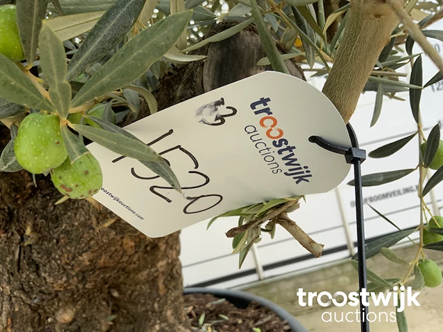 Olea europaea bonsai - afbeelding 6 van  7