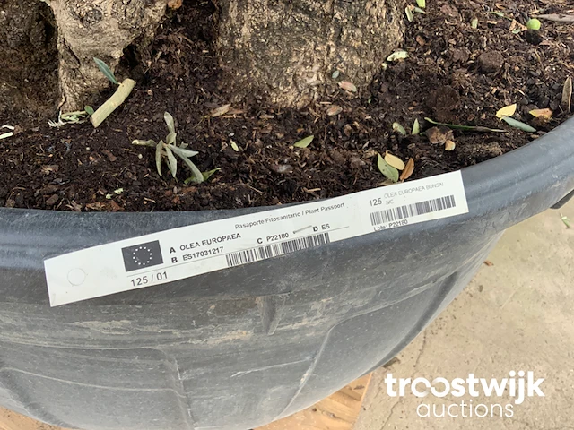 Olea europaea bonsai - afbeelding 7 van  7